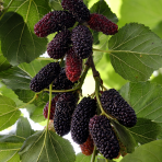 Moruša biela (Morus alba) ´GIANT FRUIT´ - výška 40-50 cm, kont. C3L - ČIERNOPLODÁ - VEĽKOPLODÁ